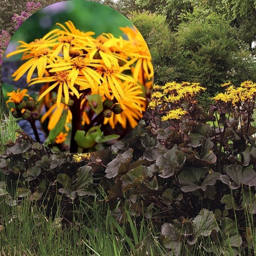 Ligularia dentata 'Dark Beauty' - Hambuline kobarpea 'Dark Beauty'